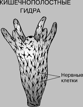 Как перейти на кракен